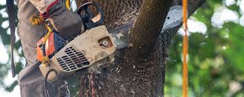 Best Emergency Tree Removal  in Colonial Pine Hills, SD