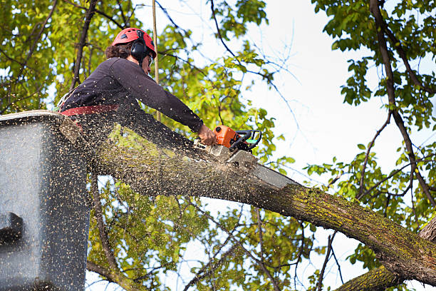 Best Hazardous Tree Removal  in Colonial Pine Hills, SD